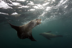 Cape Fur Seals 41km of Cape Point, having a jol by Allen Walker 